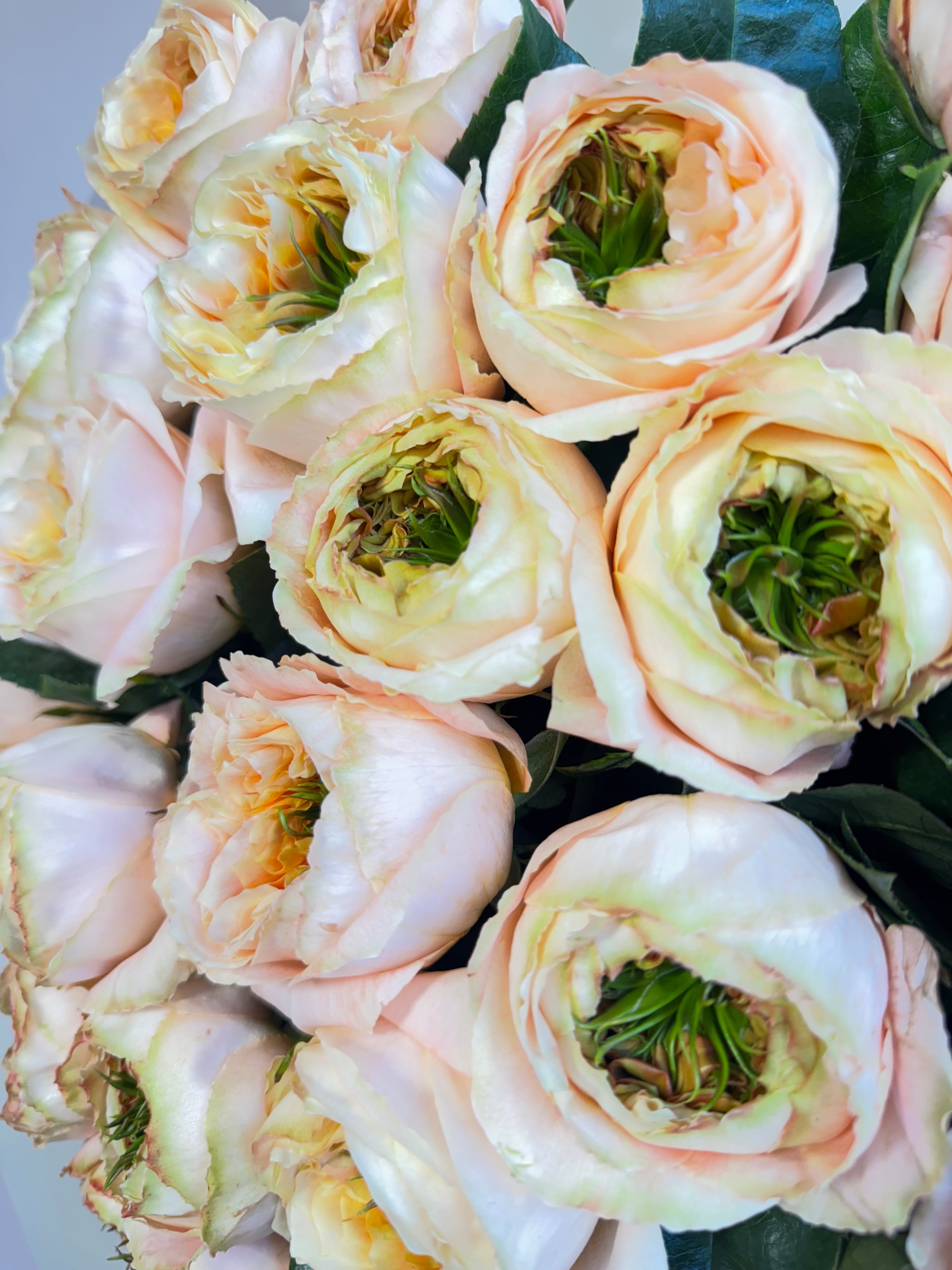 PEACHY ROSE