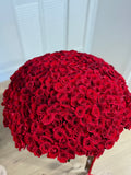 351 RED ROSES IN POT