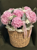 HYDRANGEAS MAGIC