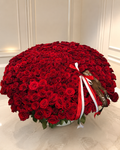 351 RED ROSES IN POT