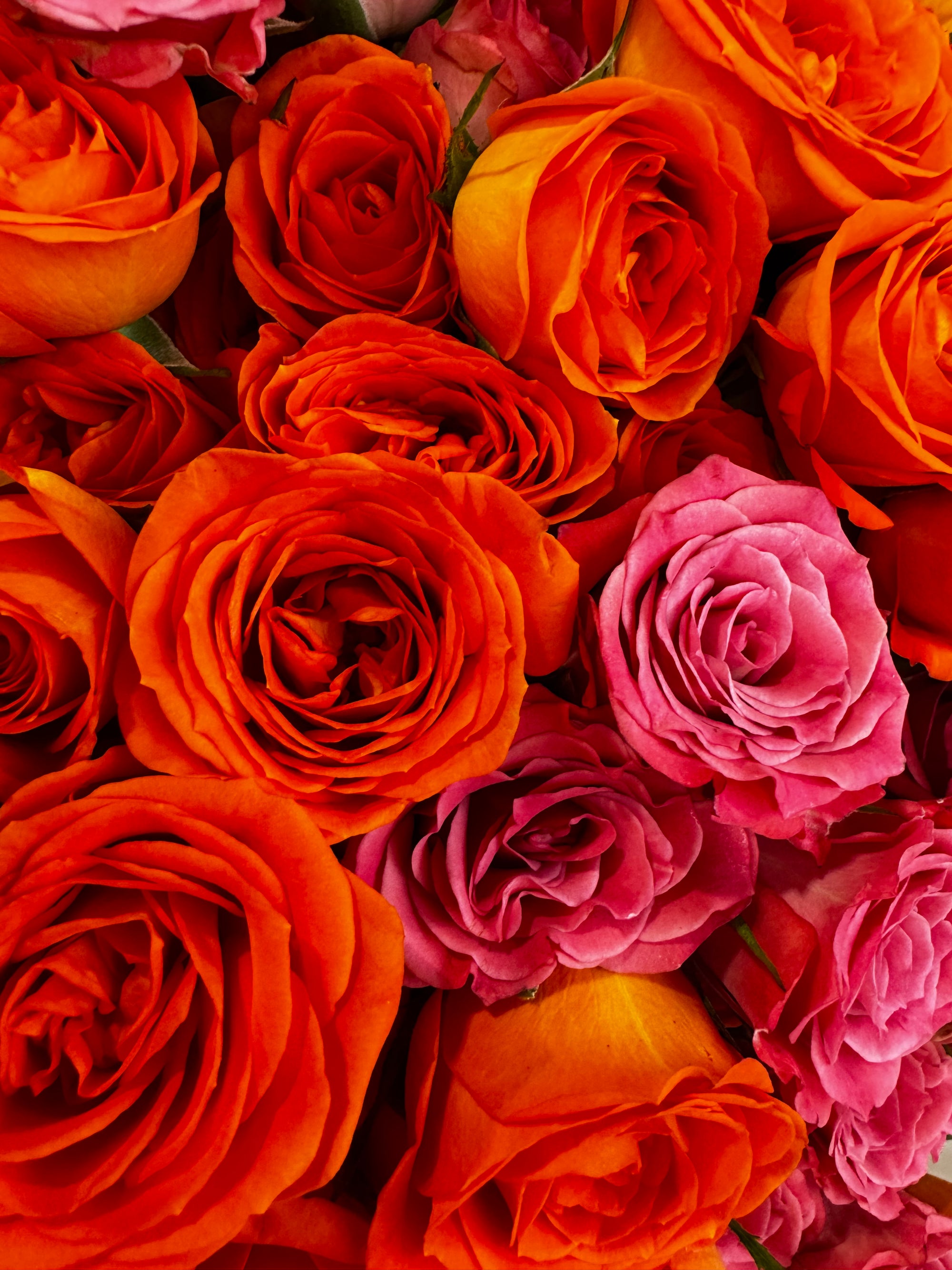 SPRAY ROSES