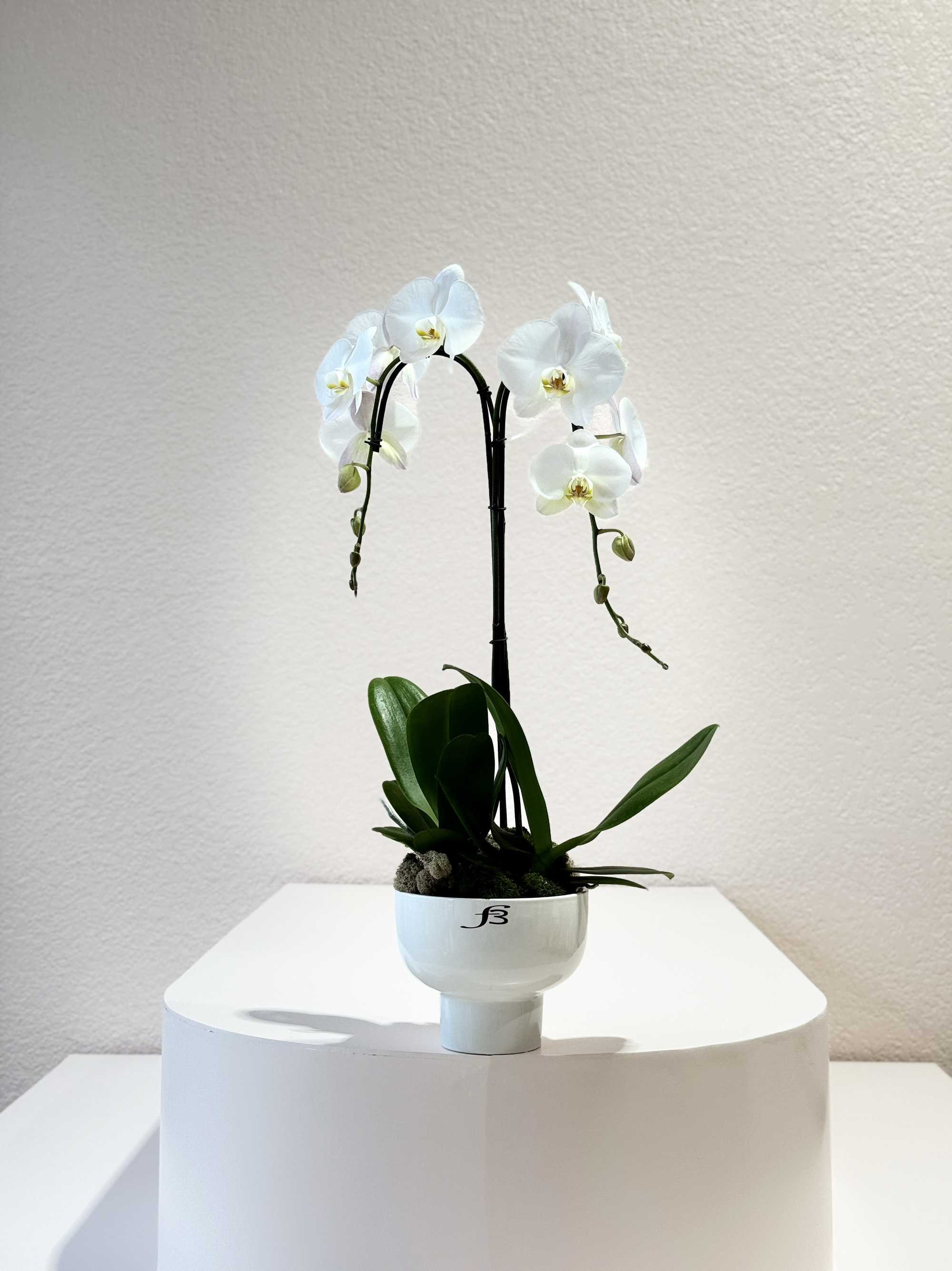 DOUBLE ORCHID