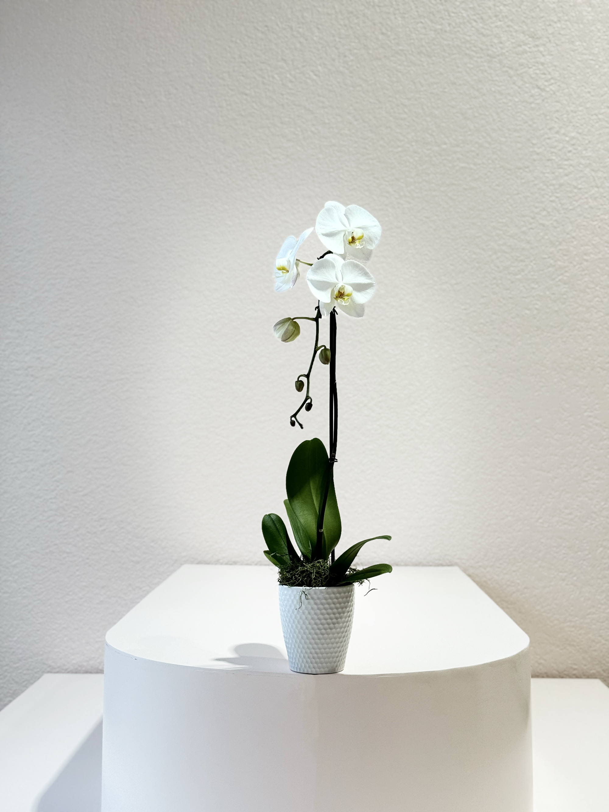 WHITE ORCHID