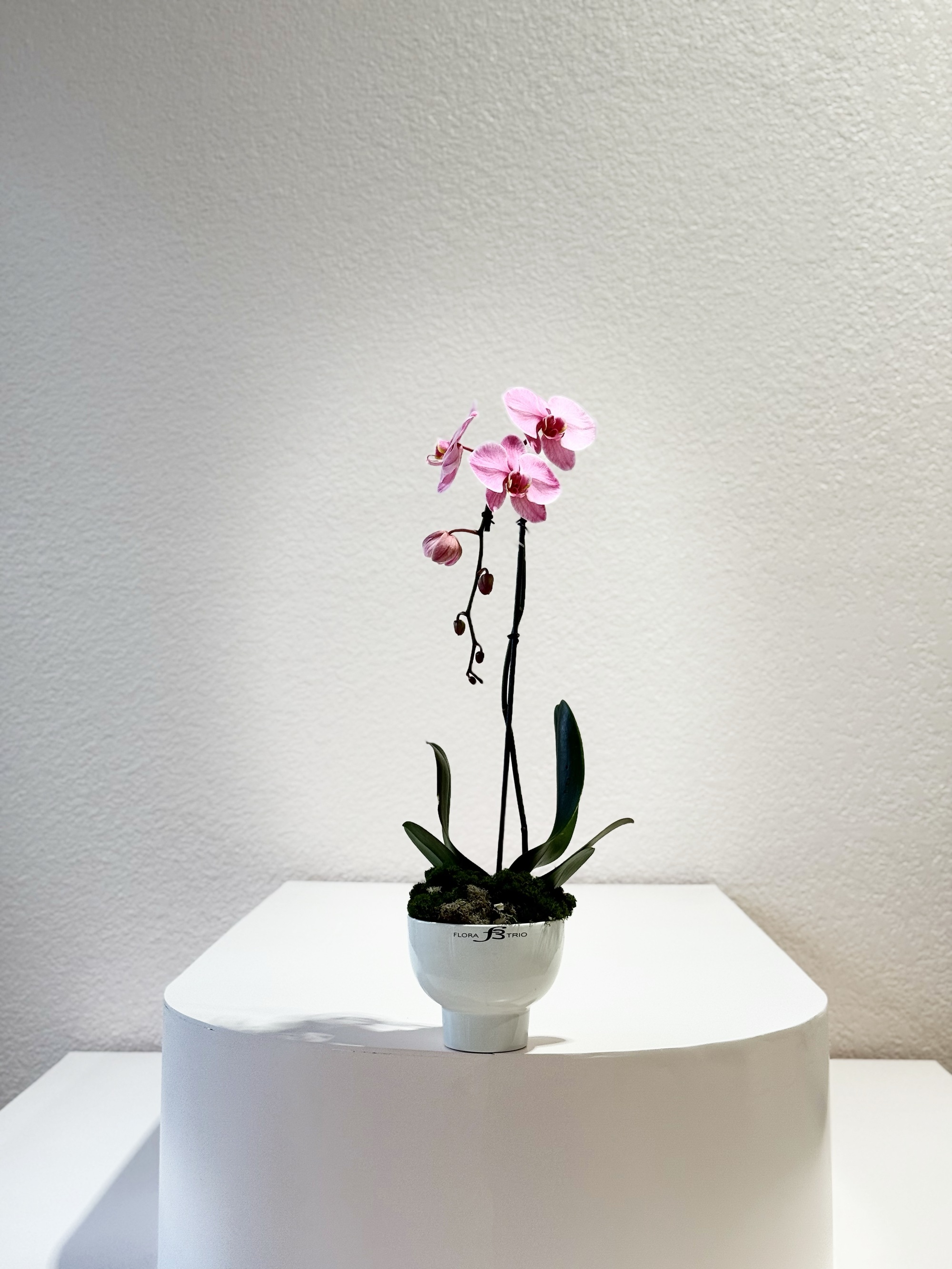 PINK ORCHID