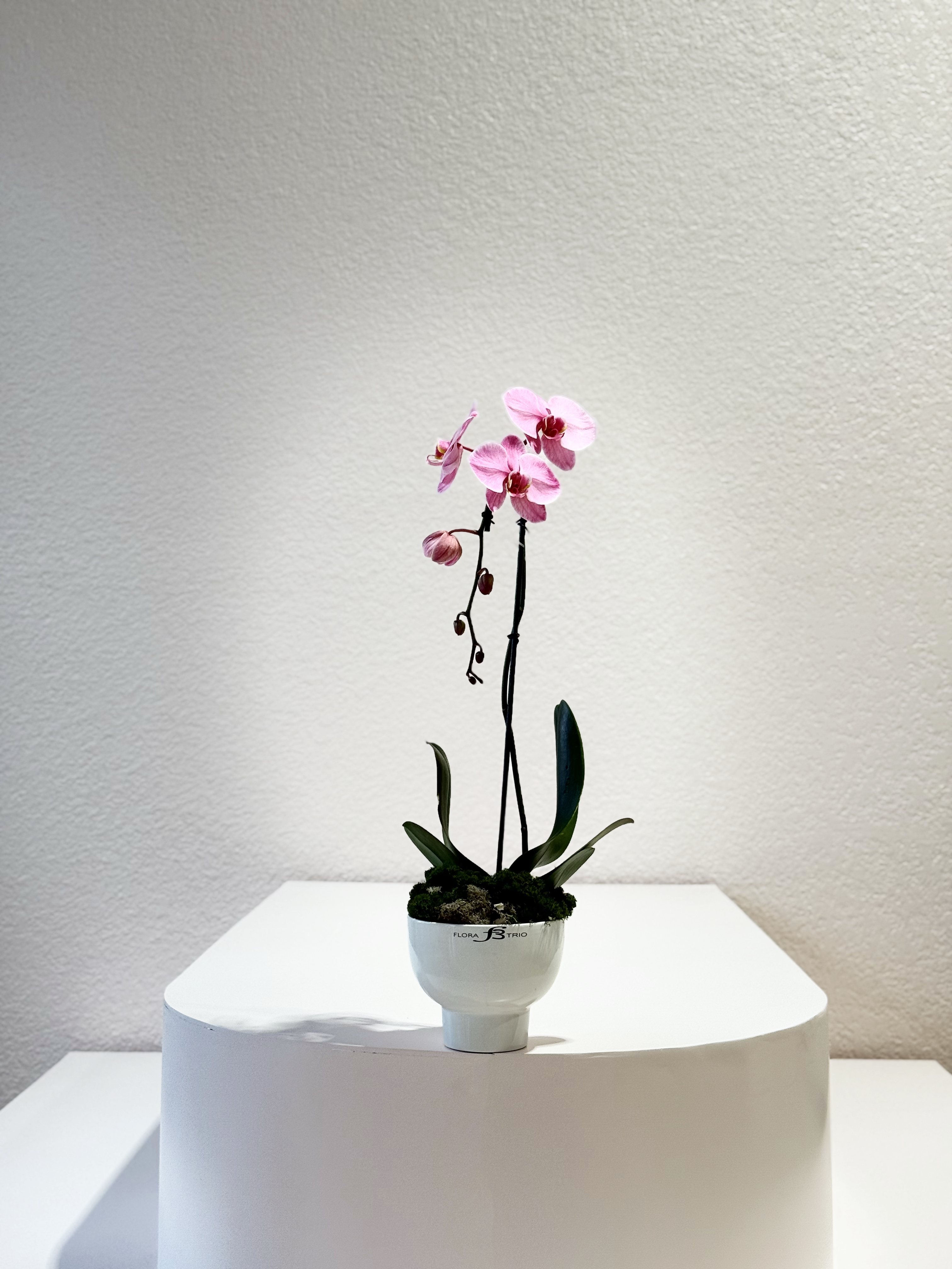 PINK ORCHID